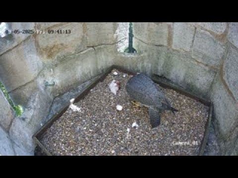 YouTube thumbnail for Kettering Peregrines Welcome Two Chicks