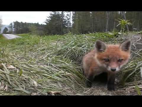 YouTube thumbnail for Baby fox wakes up