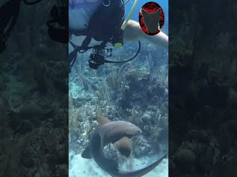 YouTube thumbnail for Nurse Shark close encounter in Belize.