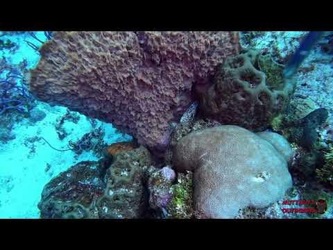 YouTube thumbnail for Green, spotted,  and purplemouth moray eels in one dive. Cozumel Mexico.