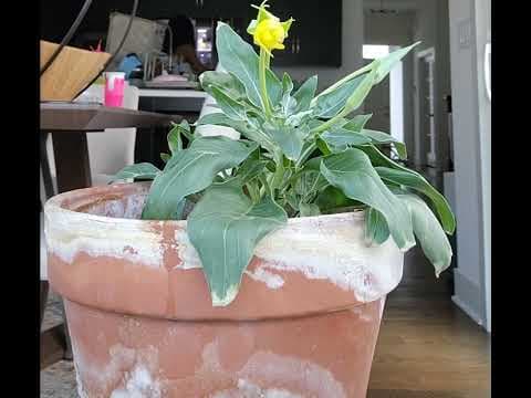YouTube thumbnail for Missouri Primrose timelapse
