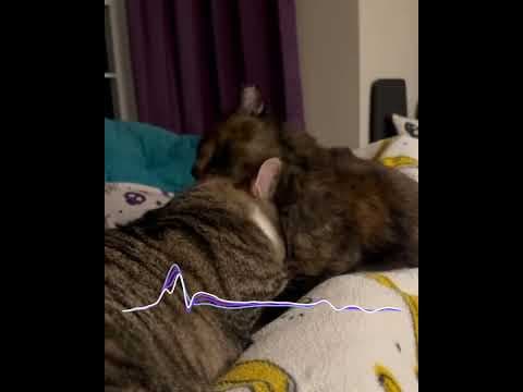 YouTube thumbnail for cozy cat bath