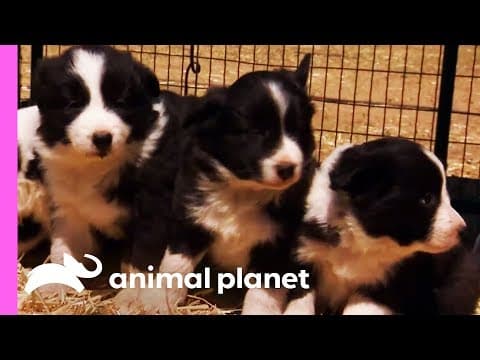 YouTube thumbnail for Baby Border Collies Start Learning To Herd