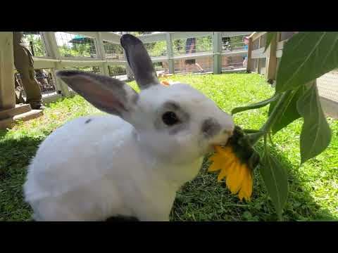 YouTube thumbnail for Oregon Zoo Bun Alert!