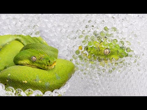 YouTube thumbnail for Using Orbeez to help a snake with its stuck shed