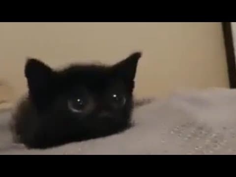 YouTube thumbnail for Don't let this cuteness decieve you, he is a criminal wanted by 87 countries secret agencies