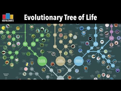 YouTube thumbnail for UsefulCharts - Evolutionary tree of life (full series) [1:36:34]