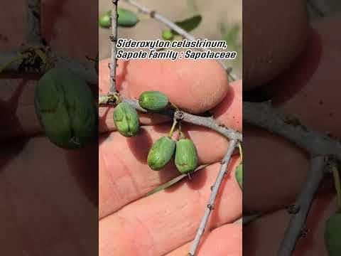 YouTube thumbnail for Salvaging the Texas Caper Before Destruction