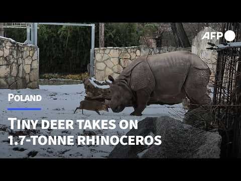 YouTube thumbnail for Tiny deer takes on 1.7-tonne rhino at Wroclaw Zoo