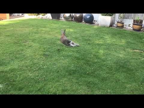 YouTube thumbnail for Video of rabbit rolling around in grass