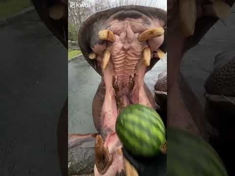 YouTube thumbnail for Hippo eating watermelon 🍉🦛