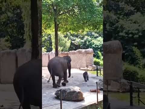 YouTube thumbnail for Naughty Baby Elephant Runs Away from Parents