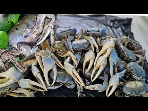 YouTube thumbnail for SOLO CRAB HUNTING FOR GIANT MUD CRABS AND THIS HAPPEN CRABS ARE OUT IN NUMBERS