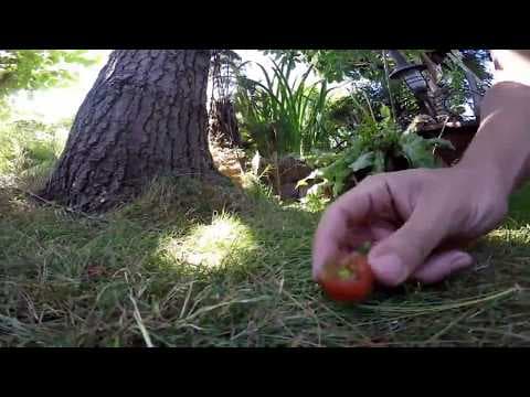 YouTube thumbnail for Being a Tortoise POV with Go Pro