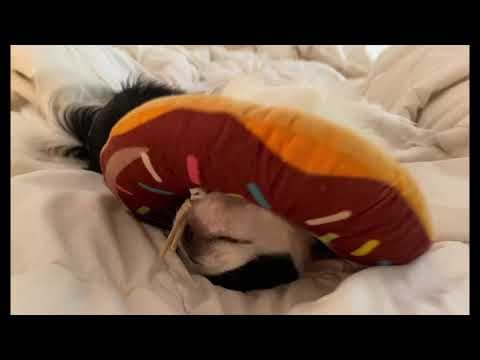 YouTube thumbnail for DONUT awaken the Japanese Chin puppy!!! 😂😂😂😂🐶 🍩 🍝