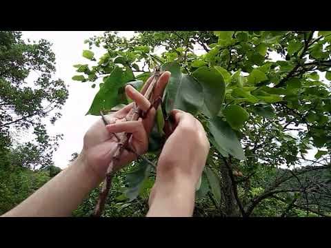 YouTube thumbnail for The longest insect, a stick insect (Phryganistria chinensis)