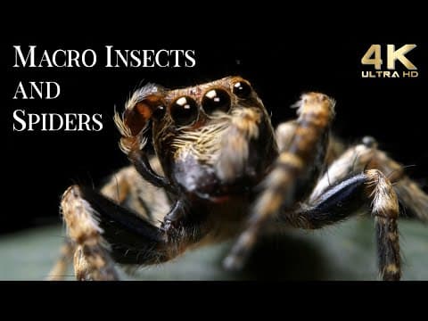 YouTube thumbnail for 4K Insects Up Close with Amazing Insects World - Macro Insects TV Background - Fun Positive Music