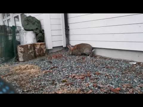 YouTube thumbnail for Flemish giant zoomies