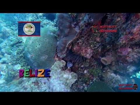 YouTube thumbnail for Shark dive on the Belize Barrier Reef in 4K