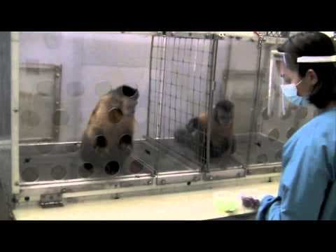 YouTube thumbnail for Two Monkeys Were Paid Unequally: Excerpt from Frans de Waal's TED Talk