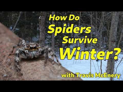 YouTube thumbnail for How Spiders Survive Winter is Cooler Than You Think [21:55]