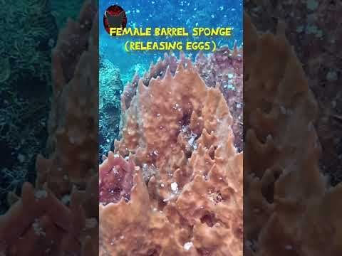 YouTube thumbnail for Spawning Giant Barrel Sponges