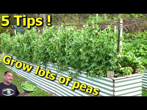 YouTube thumbnail for Growing snow pea.