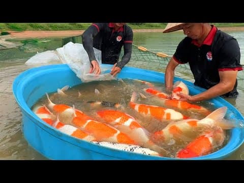 YouTube thumbnail for Inside Japan: Breeding The Most Expensive Koi Fish In The World! | The Koi Partner [40:20]