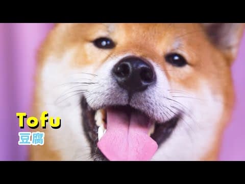 YouTube thumbnail for The Secret To Smiles