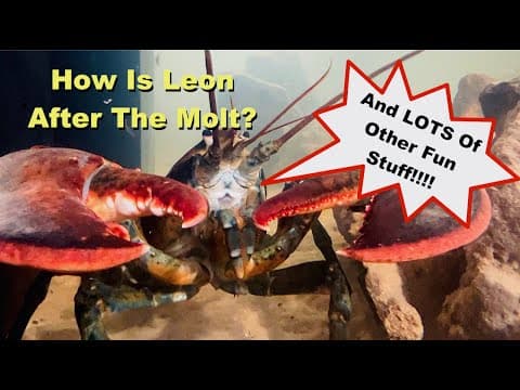 YouTube thumbnail for More People Should Enjoy the Epic of Leon (How is Leon After The Molt?)