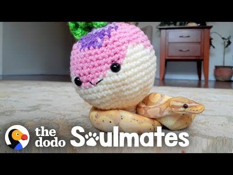 YouTube thumbnail for Ball Python video on The Dodo ("Hangs Out in a Crochet Cave", little of that shown, but lots of snake)