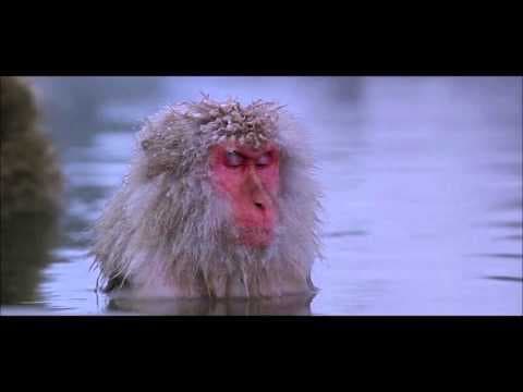 YouTube thumbnail for Aphex Twin - Stone In Focus