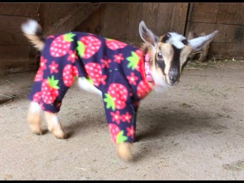YouTube thumbnail for Goat babies in pajamas