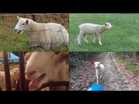 YouTube thumbnail for Aphex Twin - April 14th (Sheep Cover)