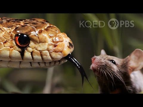 YouTube thumbnail for Stereo smell | Deep Look
