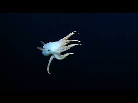 YouTube thumbnail for "Ghostly" Dumbo Octopus finally found in the deep ocean