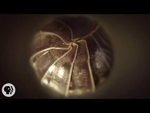 YouTube thumbnail for TIL: Pill Bugs (Poly Polies) are actually crustaceans and still have gills!