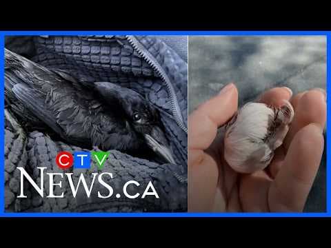 YouTube thumbnail for Woman who rescued injured crow keeps getting ‘thank-you gifts’ from birds