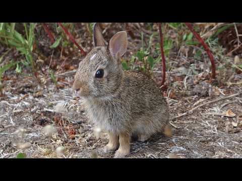 YouTube thumbnail for Tiny baby rabbit chilling and munching