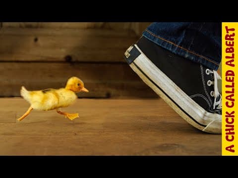YouTube thumbnail for How To Make A Duckling Follow You