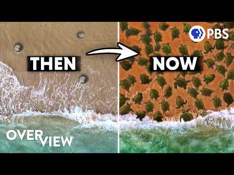 YouTube thumbnail for A percentage of newborn turtles are doomed, so to save the turtles, people collect, sell and eat them?