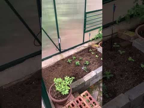 YouTube thumbnail for A quick tour of my greenhouse. Cat for scale.