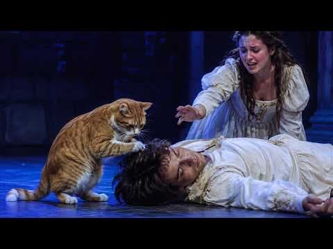YouTube thumbnail for A Cat Walked On Stage and Stole Romeo and Juliet 🐱🎭
