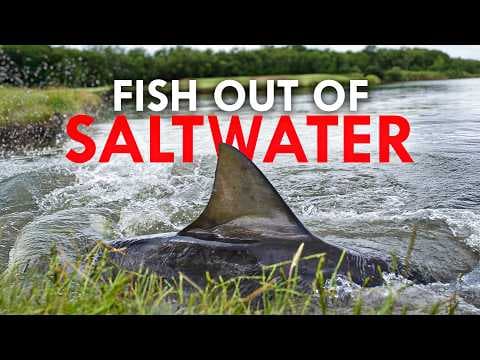 YouTube thumbnail for How Did Sharks Get Into a Golf Course? - Animalogic