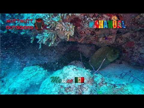 YouTube thumbnail for Massive Green Moray Eel while diving Mahahual Mexico