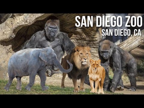 YouTube thumbnail for San Diego Zoo - Walking Tour | 4K UHD