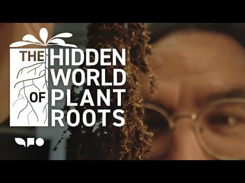 YouTube thumbnail for The Hidden World of Plant Roots with Stanford Biologist José R. Dinneny