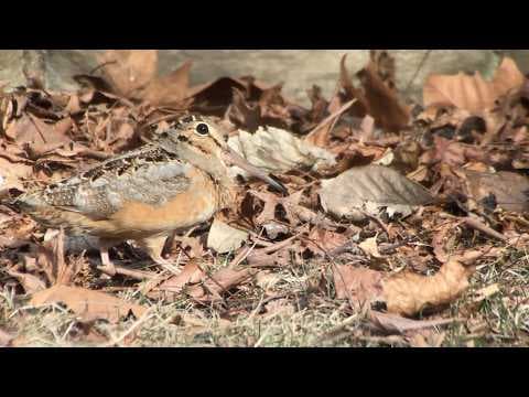YouTube thumbnail for American Woodcock: Bird in the Spotlight - Cornell Lab of Ornithology