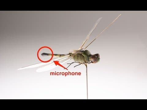 YouTube thumbnail for The Insectothopter: The CIA's dragonfly spy drone from the 1970s