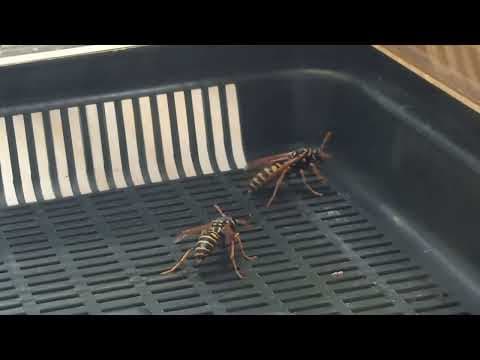 YouTube thumbnail for Battle of the wasp queens: Parasitic wasp against social wasp
